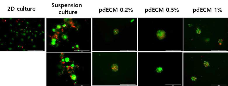 pdECM 농도에 따른 IPC spheroid의 생존능 분석 결과