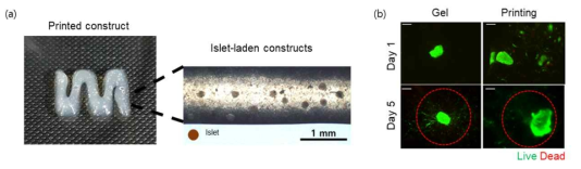 3차원 세포 프린팅 기술을 통해, 췌도 세포를 봉입한 바이오잉크로 (a)3차원 구조체를 제작하고 확대하여 췌도 세포를 관찰한 결과. (b)프린팅 유무에 따른 췌도 세포의 생존율 확인