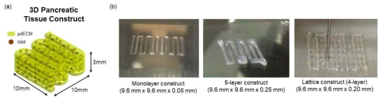 췌장 유래 바이오잉크에 봉입된 췌도 세포를 적용한 3차원 췌장 구조체 (a)모식도 및 (b) 1층, 5층 적층 구조체, 4층 격자 구조체 제작