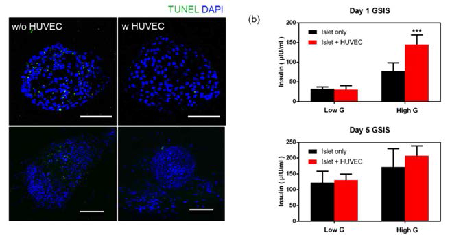 혈관 세포와의 공배양에 따른 islet의 인슐린 분비능 분석 결과