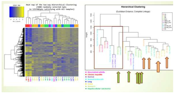 850K DNA메틸롬 데이터중 무작위적으로 5천개 DNA메틸화마커 베타밸류를 기준으로 hierachial clustering을 한 것이 왼쪽 그래프이며, 이를 유클로이디안 디스턴스로 클러스터링한 것이 오른쪽임. 여기서 오렌지색 화살표로 표시한 것이 대장암 혈장 표본이며, 녹색화살표로 표시한 것이 간세포암종 환자 혈장표본임