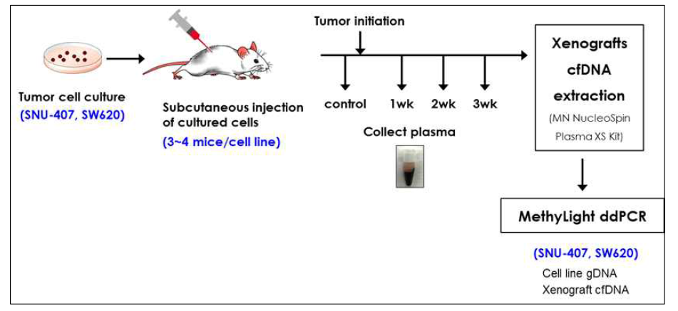대장암 세포주를 면역결핍누드마우스에 접종시, 종양 생성 후 1주차, 2주차, 3주차에 혈장을 채취하여 cfDNA를 분리한 후 MethyLight ddPCR을 수행함