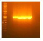 CDR3H를 구성하는 아미노산이 무작위적으로 치환된 단일사슬항체의 heavy chain DNA pool의 agarose gel 결과