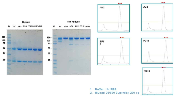 크기-배제 크로마토그래피를 이용한 5종 항체의 정제 결과 (좌 : SDS-PAGE 분석결과, 우 : 크기-배제 크로마토그램)