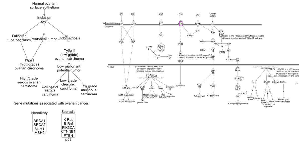 ETA가 포함된 ovarian cancer signalling pathway. 분홍색 box가 ETA임