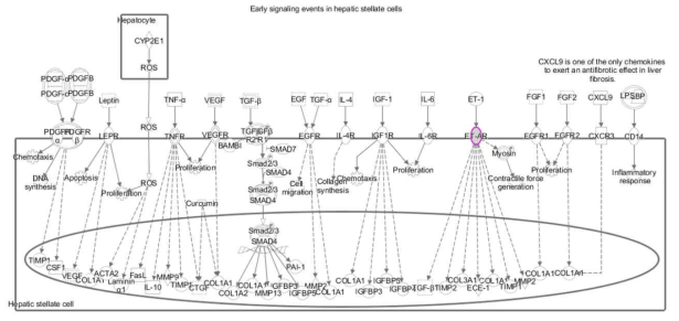 ETA가 포함된 hepatic fibrosis signalling pathway. 분홍색 box가 ETA임