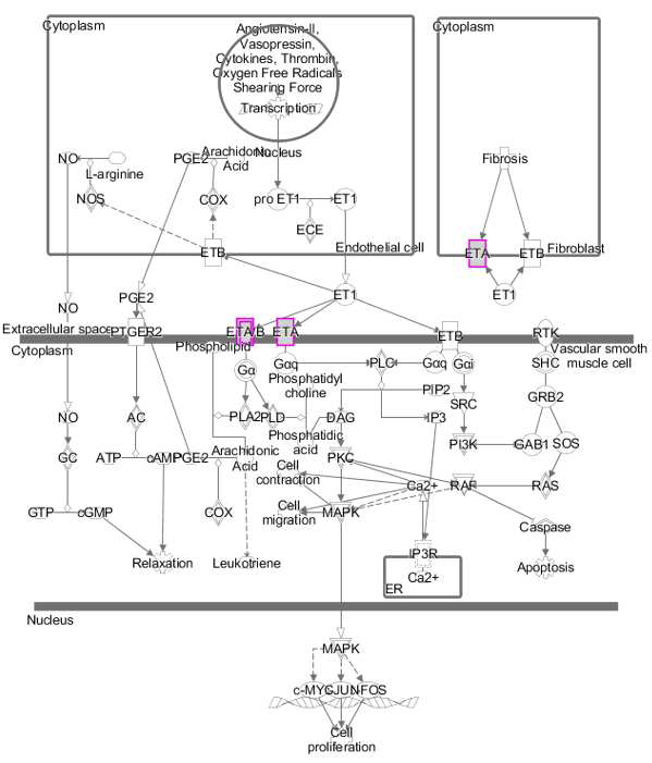 ETA가 포함된 엔도테린 1 signalling pathway. 분홍색 box가 ETA임