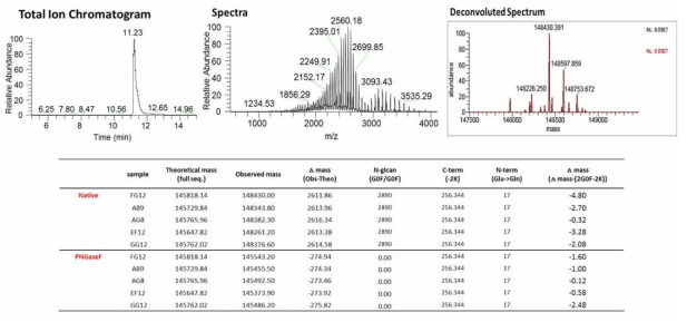 선별항체의 대표 intact mass spectrum (위) 및 5종의 intact mass 결과 (아래)