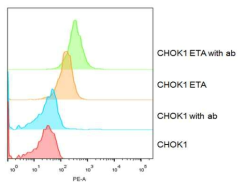 ETA 과발현 세포주 (CHOK1-ETA)와 depletion 세포주 (CHOK1)를 이용한 ETA 과발현 유무 분석