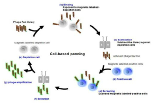 세포기반 항체 라이브러리 시스템 (Cell-based panning)