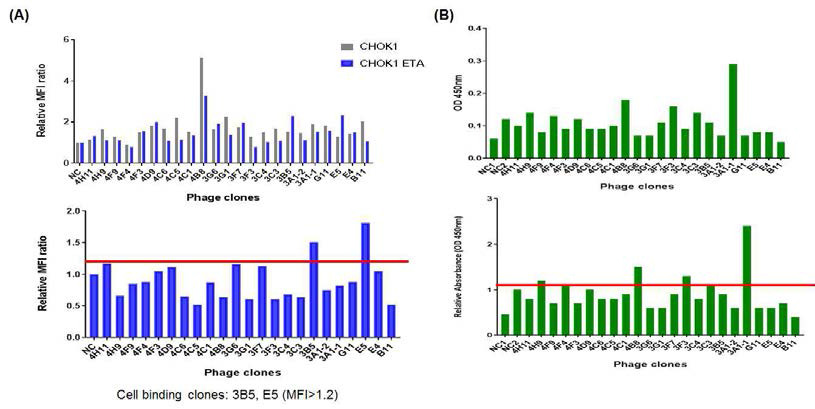 ETA 타깃 선별된 클론들을 이용한 세포결합 및 phage ELISA 분석. (A) phage clones 의 ETA 과발현 세포주 (CHOK1-ETA) 와 control (CHOK1) 에 대한 세포결합, (B) phage ELISA. The bars indicate cut-offs to select clones in each analysis