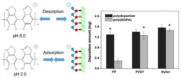 pH에 따른 DNA와 Polydopa 및 소재에 따른 합성률
