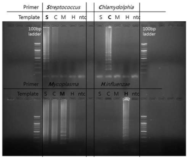 박테리아 4종에 대한 각각의 Primer 특이도 test