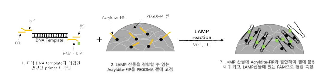 젤 고정 Acrylated primer를 이용한 등온증폭 산물 감별 기술