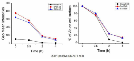 FACS 분석 통한 DLK1 항체의 internalization 확인: SK-N-FI 세포