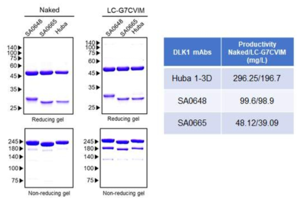 DLK1-(LC)-G7CVIM 항체 생산