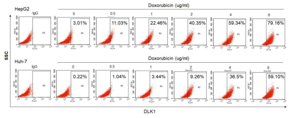 다양한 doxirubicin 처리 농도에서 세포 표면 DLK1의 발현 확인