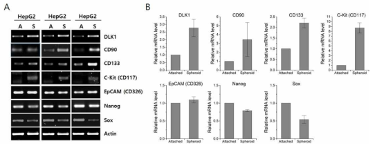 HepG2 세포 tumor spheroid 배양시 DLK1과 CSC marker들의 mRNA 발현 변화