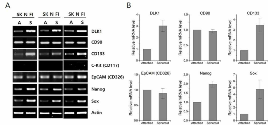 SK-N-FI 세포 tumor spheroid 배양시 DLK1과 CSC marker들의 mRNA 발현 변화