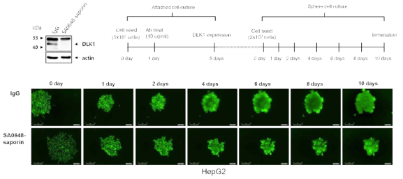HepG2에서 saporin-conjugated DLK1-SA0648 항체의 암재발 억제 효능 확인