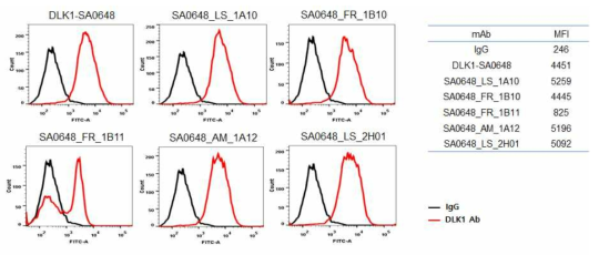 DLK1-SA0648 인간항체 변이체 5종의 세포 결합 비교 분석