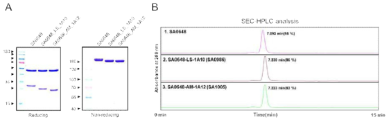 DLK1-ADC 개발후보항체 2종의 SDS-PAGE 및 SEC-HPLC 분석