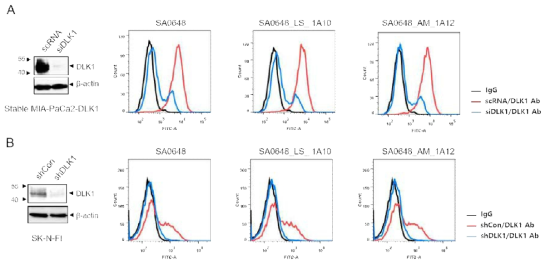 선별된 DLK1-SA0648 인간항체 변이체 2종의 항원 결합 특이성 확인