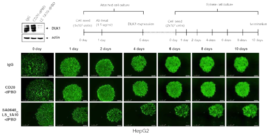 HepG2에서 DLK1-SA0648_LS_1A10-dPBD(DAR2)의 암 재발 억제 효능 확인