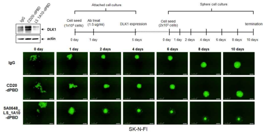 HepG2에서 DLK1-SA0648_LS_1A10-dPBD(DAR2)의 암 재발 억제 효능 확인