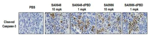 폐암 PDX #51 모델에서 Cleaved caspase-3 염색 비교