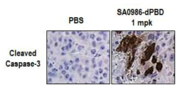 HepG2 CDX 모델에서 Cleaved caspase-3 염색 비교