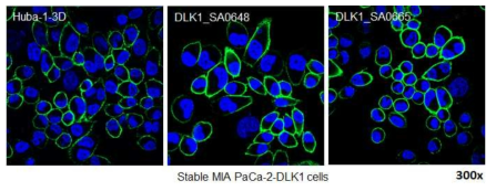 ICC 방법에 의한 세포 표면 DLK1과 항체의 결합 확인