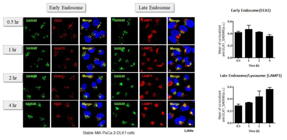 ICC 분석 통한 DLK1-SA0648 항체의 internalization 확인