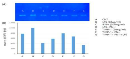 IFN-γ에 의한 MMP-9의 활성의 감소