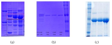 (a) ZnCl2첨가전의 단백질, (b) ZnCl2첨가후의 단백질, (C)SEC정제후의 MMP9단백질