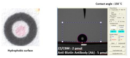 ZZ-CBM / mouse anti-biotin IgG2a complex가 존재하는 종이의 접촉각 측정