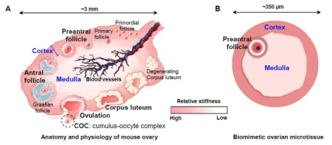 생체모방형 난소 조직의 design(He, 2017)