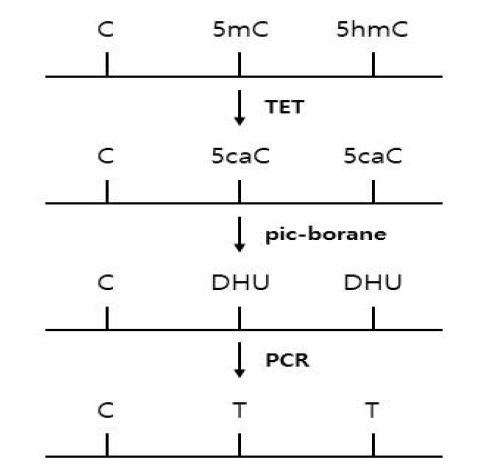 TET효소를 이용한 메틸화 염기 치환의 모식도