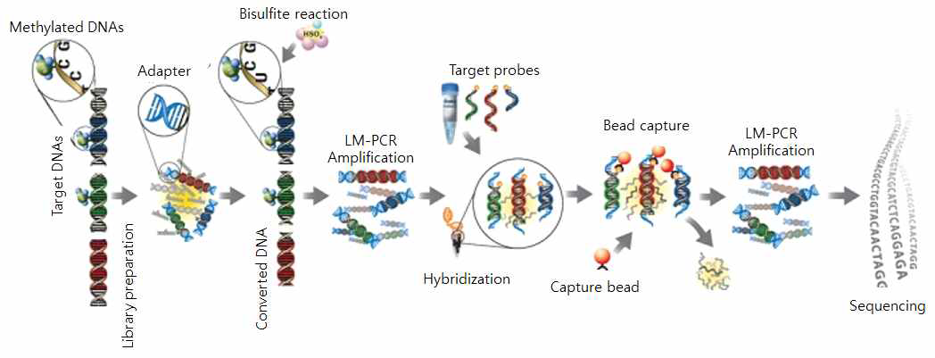 Capture probe를 이용한 target site capture와 sequencing