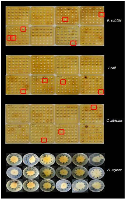 방선균자원의 항균활성 조사 결과. A: B. subtilis KCTC 1022, B: E. coli KCTC 1924, C: C. albicans KCTC 7965, D: A. oryzae KCTC 6983 균주에 대한 방선균의 항균 활성능 조사 결과 사진