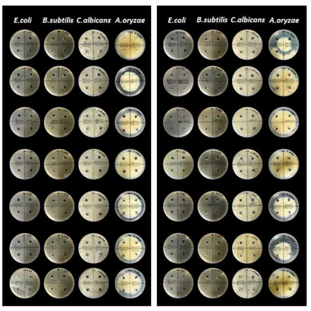 세균 자원의 항균 활성 조사 결과 사진