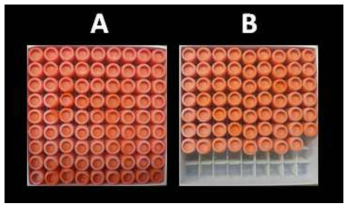 방선균 패키지 예시 A: Streptomyces 속 균주패키지 균주 패키지, B: 희소 방선균 패키지