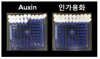 식물생장촉진 활성을 가진 곰팡이 균주패키지