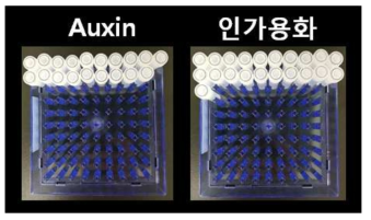 식물생장촉진 활성을 가진 효모 균주 패키지