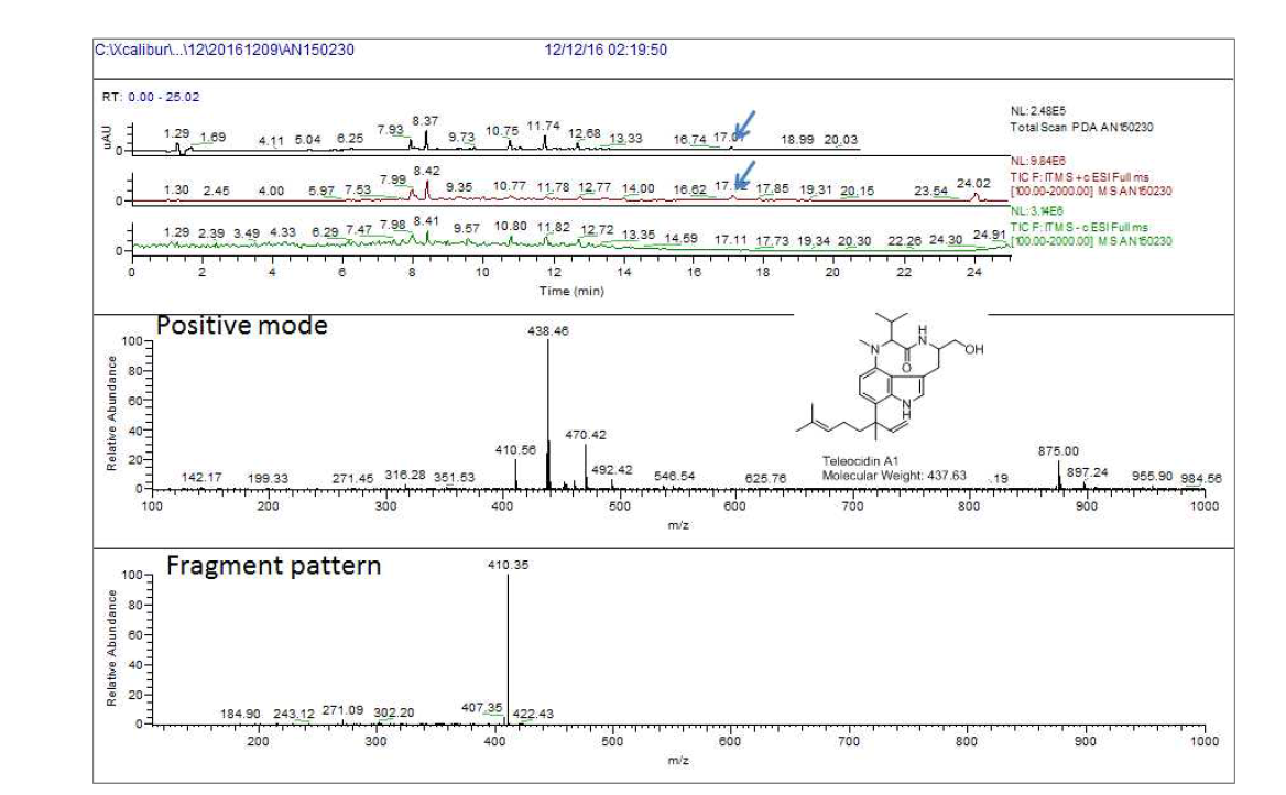 AN150230 균주 배양액 추출물의 LC/MS 분석 결과. PDA RT 17.1분 peak에서 확인된 telocidin A1와 동일한 m/ z 436.4[M+H]+과 m/ z 875.0 [2M+H]+ peak 확인