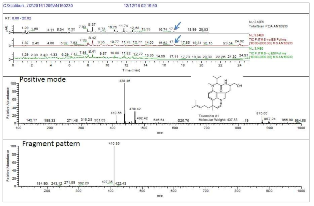 AN150230 균주 배양액 추출물의 LC/MS 분석 결과. PDA RT 17.1분 peak에서 확인된 telocidin A1와 동일한 m/z 436.4[M+H]+과 m/z 875.0 [2M+H]+ peak 확인