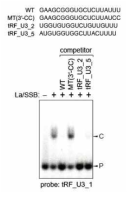 tRF_U3와 La 단백질의 EMSA 결과