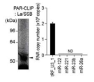 Huh7 세포에서 La/SSB단백질 PAR-CLIP후 small RNA qRT-PCR 분석결과