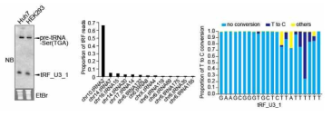 HEK293 세포에서 northern blot 분석결과(좌)와 La/SSB PAR-CLIP 데이터(GSE95683) 분석을 통해 확인된 La 단백질에 의해 인식되는 tRF_U3_1 염기 서열들(우, T to C 변환이 일어나는 부분이 주요 결합 부분)