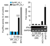 tRF_U3_1에 의한 IFN-β 생성 유도 가능성 평가결과. Huh7에서 IFN-β promoter assay(좌) 결과와 HEK293T에서 IFN-β mRNA level 측정 결과(우)